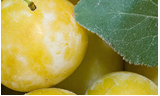 Fruchtfrische bei Rolker &Ouml;kofrucht durch CA-Lagerung