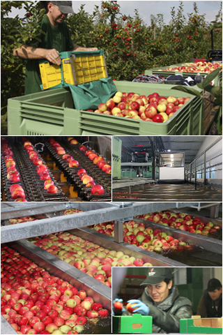 Bioapfel-Ernte im Alten Land bei Hamburg auf einem Bio-Obstbaubetrieb der Rolker-Ökofrucht Erzeugergruppe