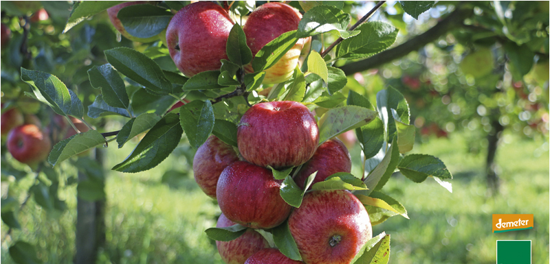 Bioäpfel der Sorte Topaz am Baum zertifiziertes Bioobst aus Hamburg Altes Land Nord Deutschland von Rolker Ökofrucht